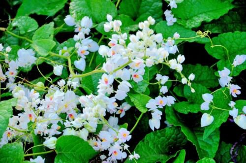 5 seeds - Antigonon leptopus Alba Plant #ggvm5