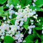 5 seeds - Antigonon leptopus Alba Plant #ggvm5