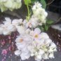 5 seeds - Antigonon leptopus Alba Plant #ggvm5