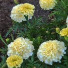 10 seeds - Marigold French Vanilla Plant #ggvm5
