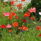Mix 20 seeds - Papaver rhoes Shirley Plant #ggvm5