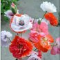 Mix 20 seeds - Papaver rhoes Shirley Plant #ggvm5