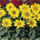 10 seeds - Sunflower Pacino Plant #ggvm5