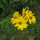 25 seeds - Sunflower Perennial Maximilian Plant #ggvm5