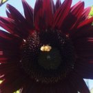 10 seeds - Sunflower Moulin Rouge Plant #ggvm5