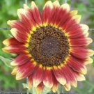 10 seeds - Sunflower Florenza Plant #ggvm5