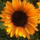 10 seeds - Sunflower Sonja Plant #ggvm5