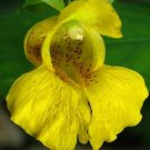 10 seeds - Impatiens pallida Yellow Jewelweed Plant #ggvm5