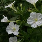 10 seeds - Mirabilis Jalapa white Plant #ggvm5