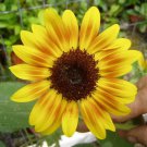 15 seeds - Sunflower Orange Mahogany Plant #ggvm5