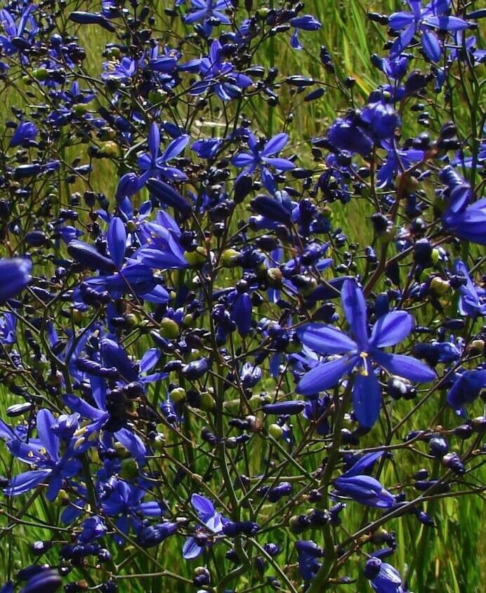 10 seeds - Pasithea coerulea Azulillo Plant #ggvm5