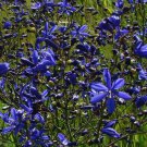 10 seeds - Pasithea coerulea Azulillo Plant #ggvm5