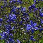 10 seeds - Pasithea coerulea Azulillo Plant #ggvm5