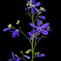 10 seeds - Pasithea coerulea Azulillo Plant #ggvm5