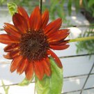 15 seeds - Sunflower Terracotta Plant #ggvm5