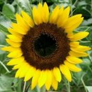 10 seeds - Sunflower Taiyo Plant #ggvm5