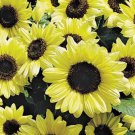 10 seeds - Sunflower Valentine Plant #ggvm5