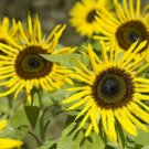 15 seeds - Sunflower Stella Gold Plant #ggvm5