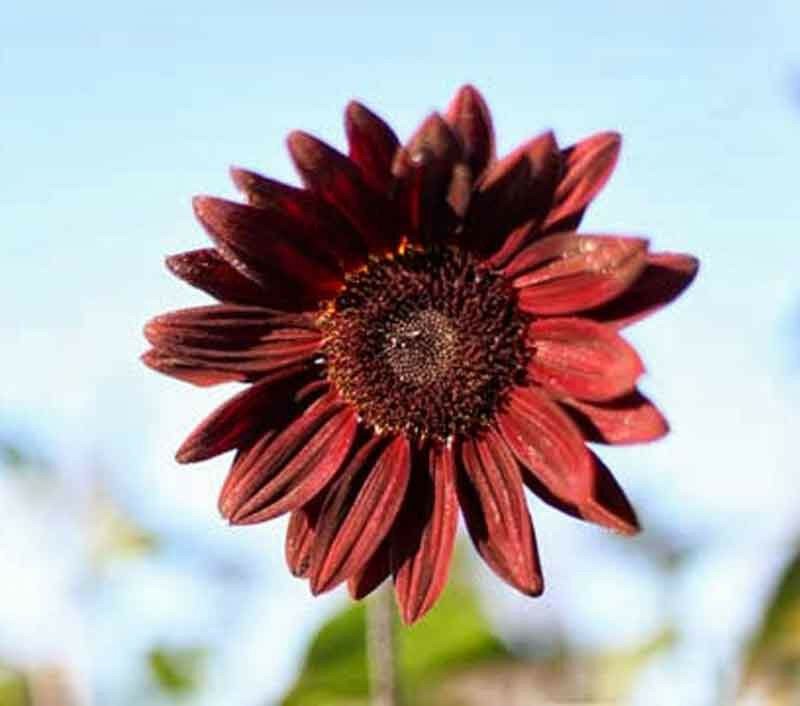10 seeds - Sunflower Pro Cut Red Plant #ggvm5