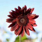10 seeds - Sunflower Pro Cut Red Plant #ggvm5