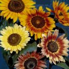 25 seeds - Sunflower Autum Beauty Plant #ggvm5