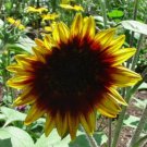15 seeds - Sunflower Ring of Fire Plant #ggvm5