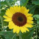15 seeds - Sunflower Tiffany Plant #ggvm5