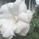 10 seeds - Datura Dwarf Double White Purity Plant #ggvm5