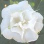 10 seeds - Datura Dwarf Double White Purity Plant #ggvm5
