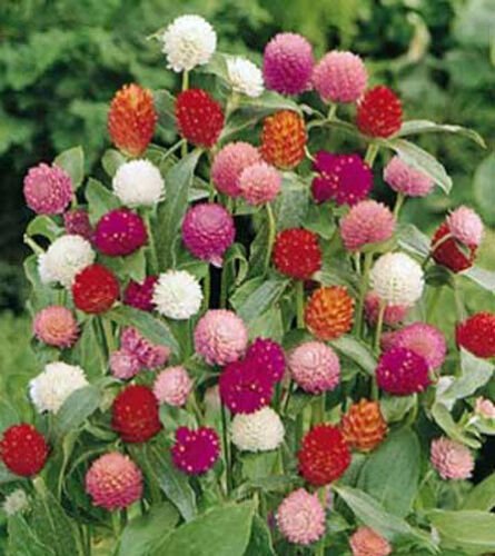 10 seeds - Gomphrena globosa | Globe Amaranth Mixed | Plant #ggvm5