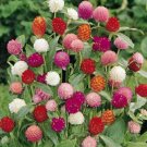 10 seeds - Gomphrena globosa | Globe Amaranth Mixed | Plant #ggvm5