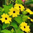 10 seeds - Thunbergia alata Sunrise Yellow Plant #ggvm5