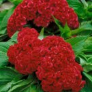 15 seeds - Celosia globosa Prestige Scarlet Plant #ggvm5