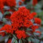 15 seeds - Celosia globosa Prestige Scarlet Plant #ggvm5