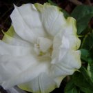 10 seeds - Datura Double Yellow picotee Plant #ggvm5