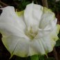 10 seeds - Datura Double Yellow picotee Plant #ggvm5
