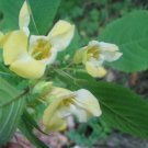 10 seeds - Impatiens Autumn Canaries Plant #ggvm5