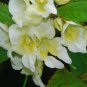 10 seeds - Impatiens Autumn Canaries Plant #ggvm5