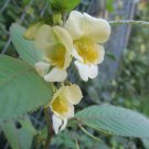 10 seeds - Impatiens scabrida Himalayan Jewelweed Plant #ggvm5