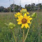 10 seeds - Helianthus giganteus | Giant Tall Sunflower Plant #ggvm5