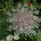 15 seeds - Daucus carota Rubra Pink Queen Anns Lace Plant #ggvm5