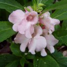 15 seeds - Impatiens balsamina Pink Plant #ggvm5