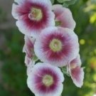 Mixed 25 seeds - Alcea rosea Plant #ggvm5