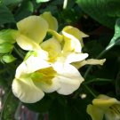 8 seeds - Impatiens cristata Plant #ggvm5