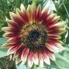 10 seeds - Sunflower Indian Blanket Plant #ggvm5
