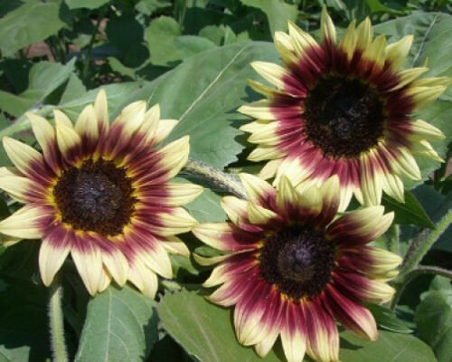 15 seeds - Sunflower Ruby Eclipse Plant #ggvm5