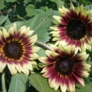 15 seeds - Sunflower Ruby Eclipse Plant #ggvm5