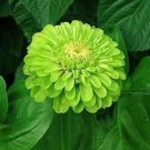 30 seeds - Zinnia elegans Green Envy Plant #ggvm5