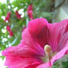 10 seeds - Alcea rosea Giant Hollyhocks Plant #ggvm5