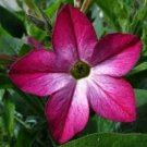 10 seeds - Nicotiana Avalon Pink Picotee Plant #ggvm5